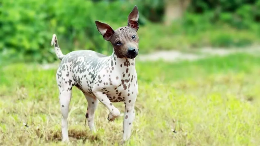 American Hairless Terrier